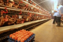 Tập đoàn trứng gà lớn nhất thế giới tìm đối tác Việt Nam