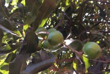 Bài toán vốn cho ‘cây tỷ đô’ tại Việt Nam