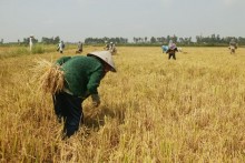 Vietnam to export 240,000 tons of rice to Malaysia