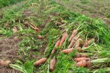 Nông dân nhổ rau, hoa cho bò ăn