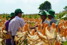 Vietnam approves commercial crops of GMO corn to cut imports