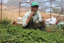 Trồng 100m2 rau rừng, thu hơn 40 triệu đồng một năm