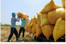 Thủ tướng đồng ý xuất khẩu gạo bình thường trở lại từ 1/5