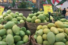 Specialty Mekong Delta mango prices halved