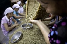 Pepper lures Vietnamese farmers as coffee goes from bull to bear