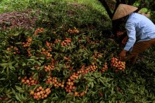 Sweet deal: Australia imports Vietnamese lychees for the first time
