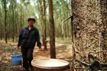 Nhiều đại gia rút khỏi nông nghiệp