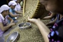 Coffee farmers in Vietnam hoarding most robusta since 2010
