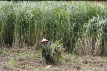 With farms, fruit and feed, Vietnam's tycoons explore agribusiness ventures