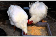 Giá gà tăng vọt