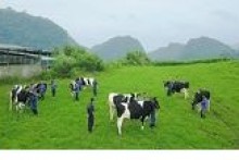 Vì sao Vinamilk muốn có Sữa Mộc Châu?